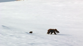  / DisneyNature: Bears (2014)